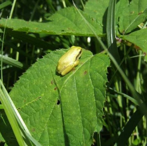 boomkikkernatuurlijkbrabant28062007 1